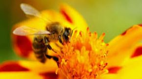 LONESTAR HONEY FIREY SWEET MESQUITE