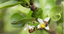 LONESTART HONEY LUCKY LIME & SEA SALT