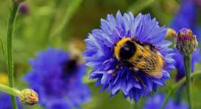 LONESTAR HONEY ROSEMARY PEPPER