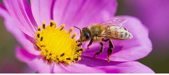 LONESTAR HONEY BLACKLAND PRAIRE WILDFLOWER